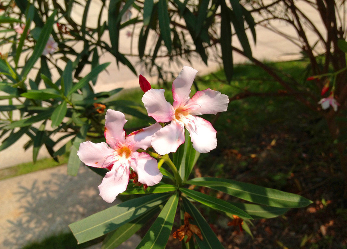 明明夹竹桃全株有毒,为何在城市随处可见?不怕毒到人吗?