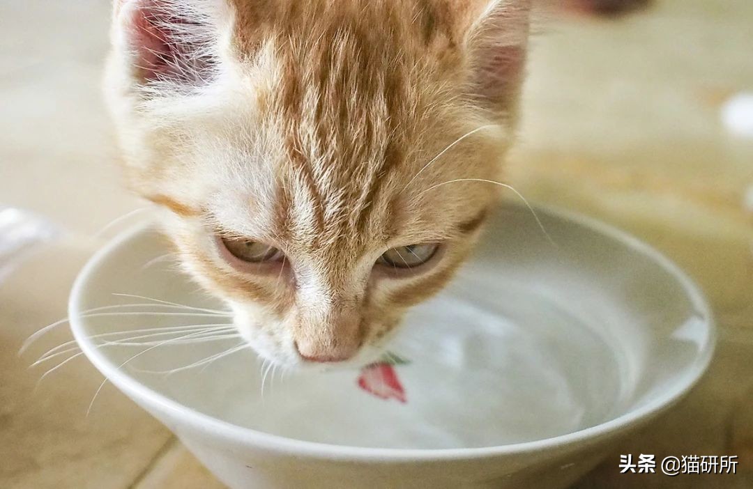 尿闭、尿血...猫咪泌尿问题反反复复，可能是弄混了这3种病
