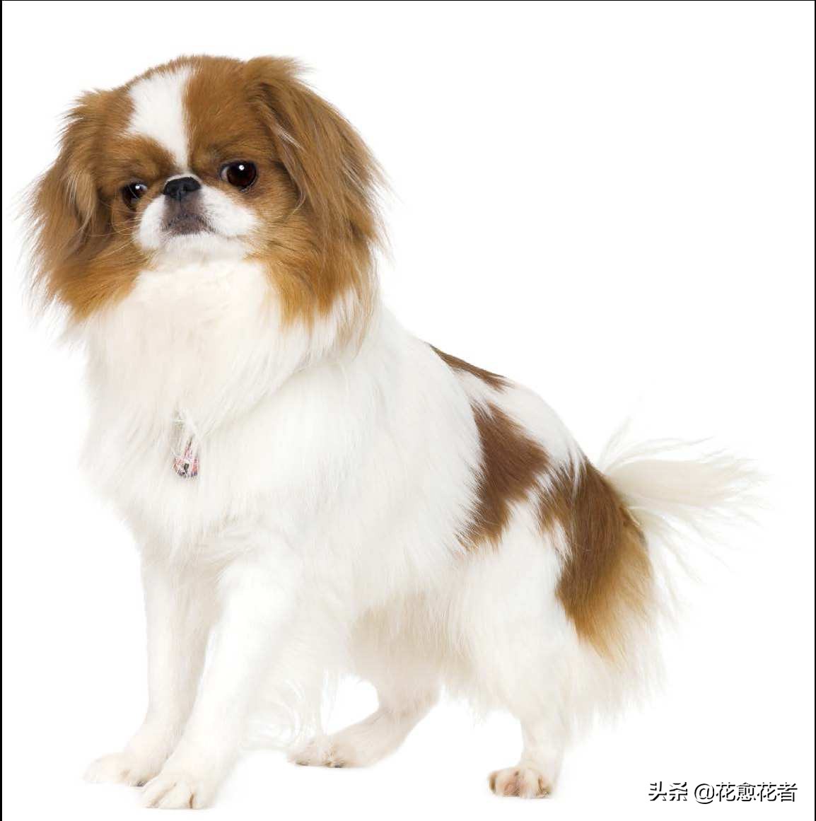 日本狆 japanese chin:用来暖手的狗