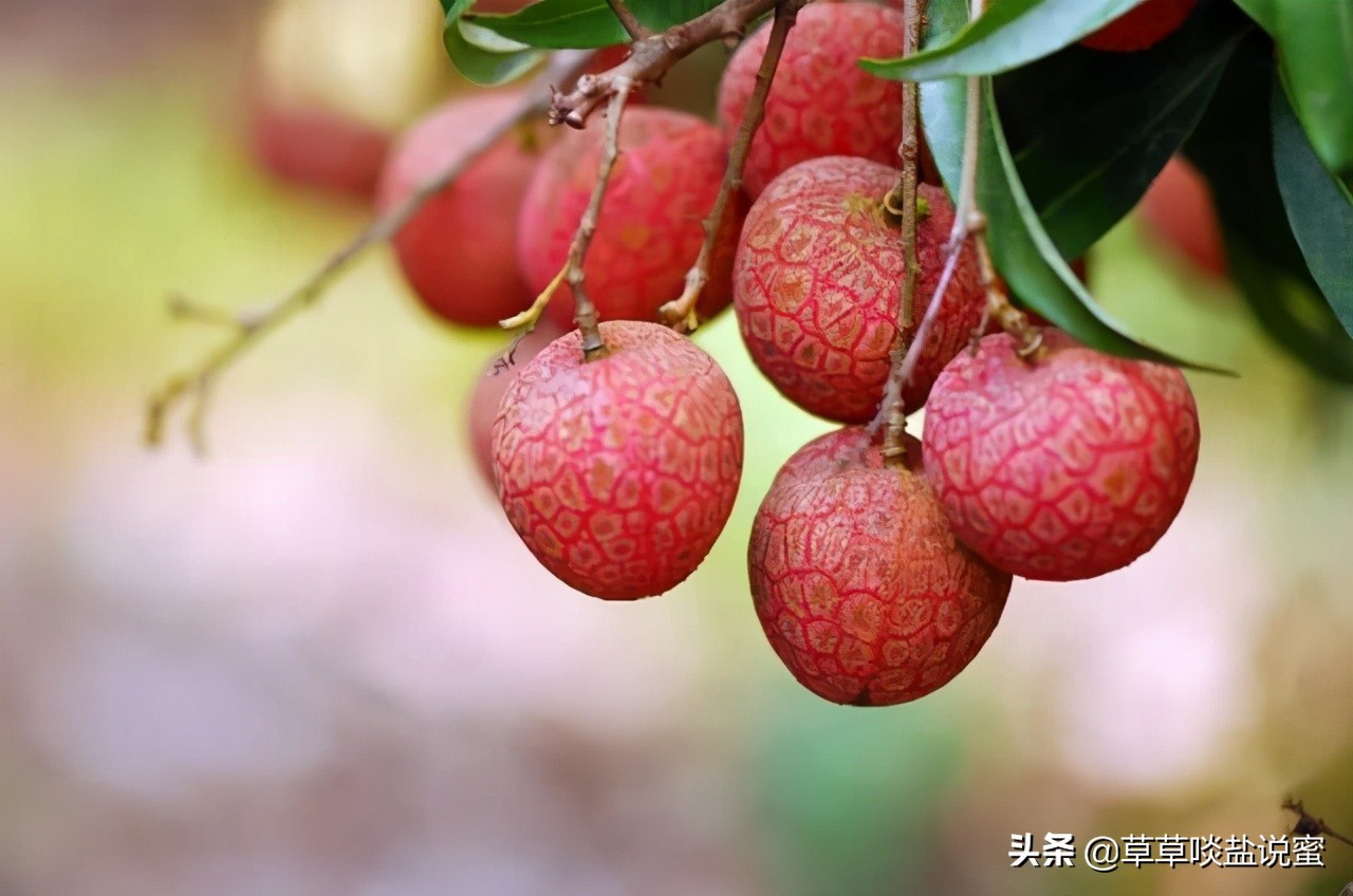 荔枝季节,我们来说说,广东的诗词荔枝,和福建的荔枝传说