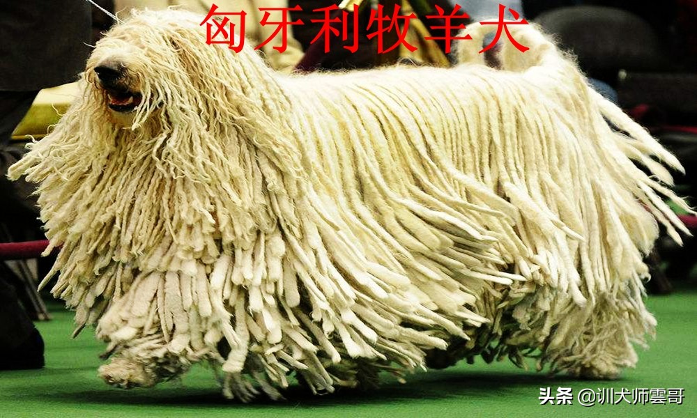 牧羊犬种类  世界十大牧羊犬排名