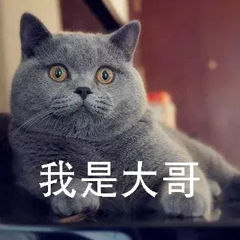 新手第一次养猫,选择英短还是美短呢?总算搞清楚了