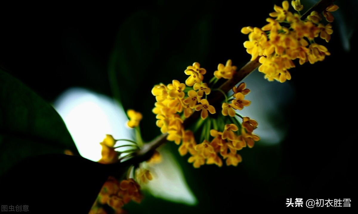 王维两首桂花，都写了桂花落，却是一春一秋，春天有桂花吗？