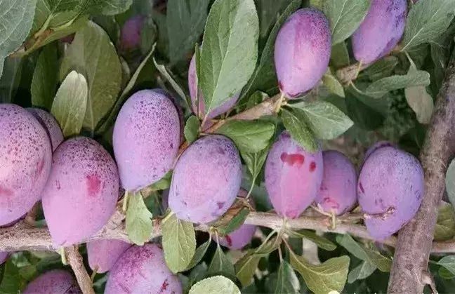 小杂果或成种植业热点，西梅、花椒、甜柿子哪一种更有市场前景？