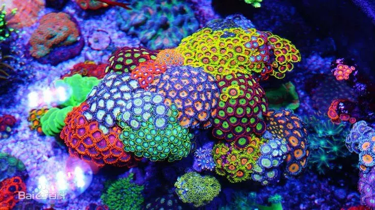 一起去下海 注意 以下品种有毒 饲养时请注意 天天看点