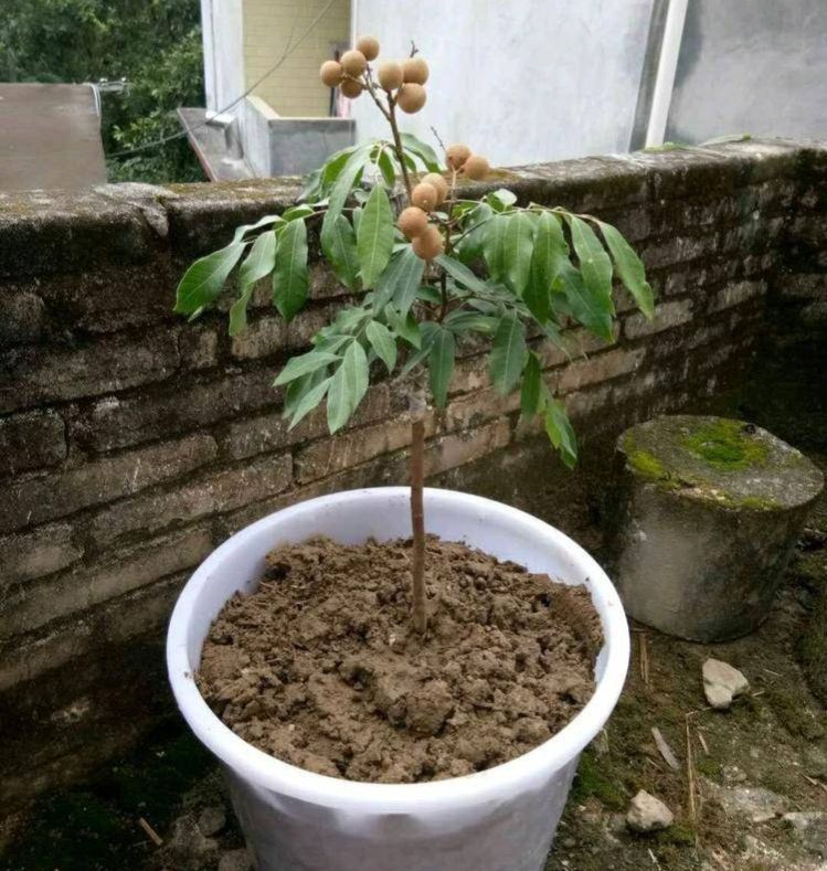 养花盆土“硬邦邦”？自制一碗水，土壤松软似面包，肥力足