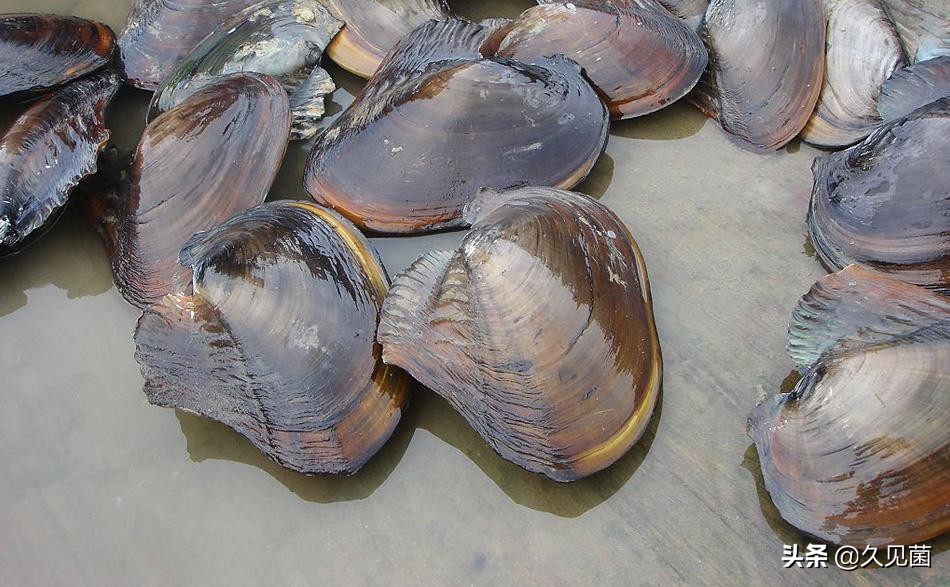 海螺工艺品价格泰国司机吃海螺吃出