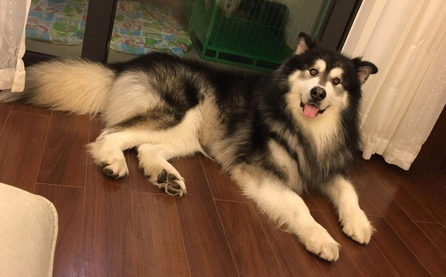 阿拉斯加犬图片