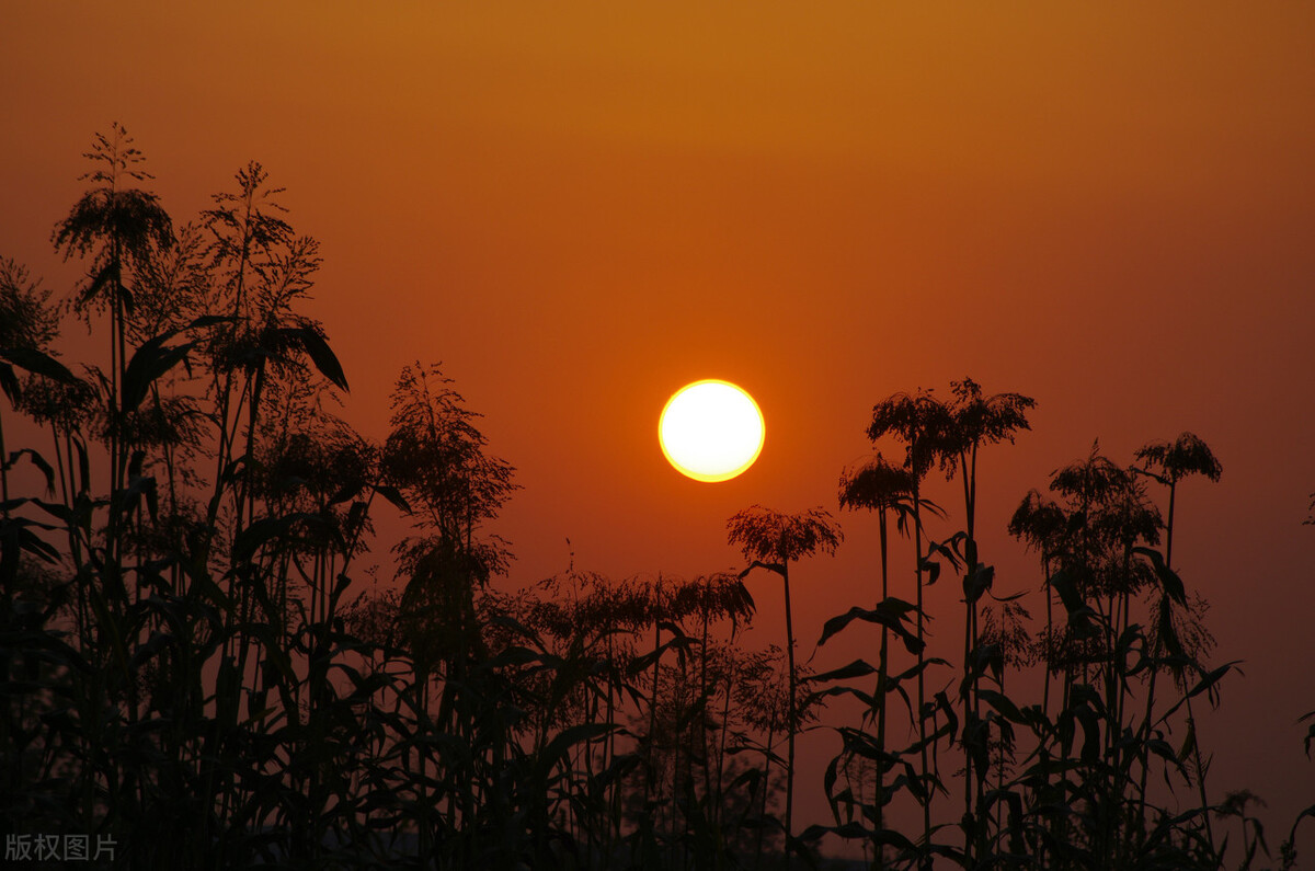 莫言哪部作品获奖(莫言的那本书比较好看)