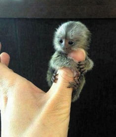 世界上最小的猴子是什么猴（最小的猴子——拇指猴）-第1张图片