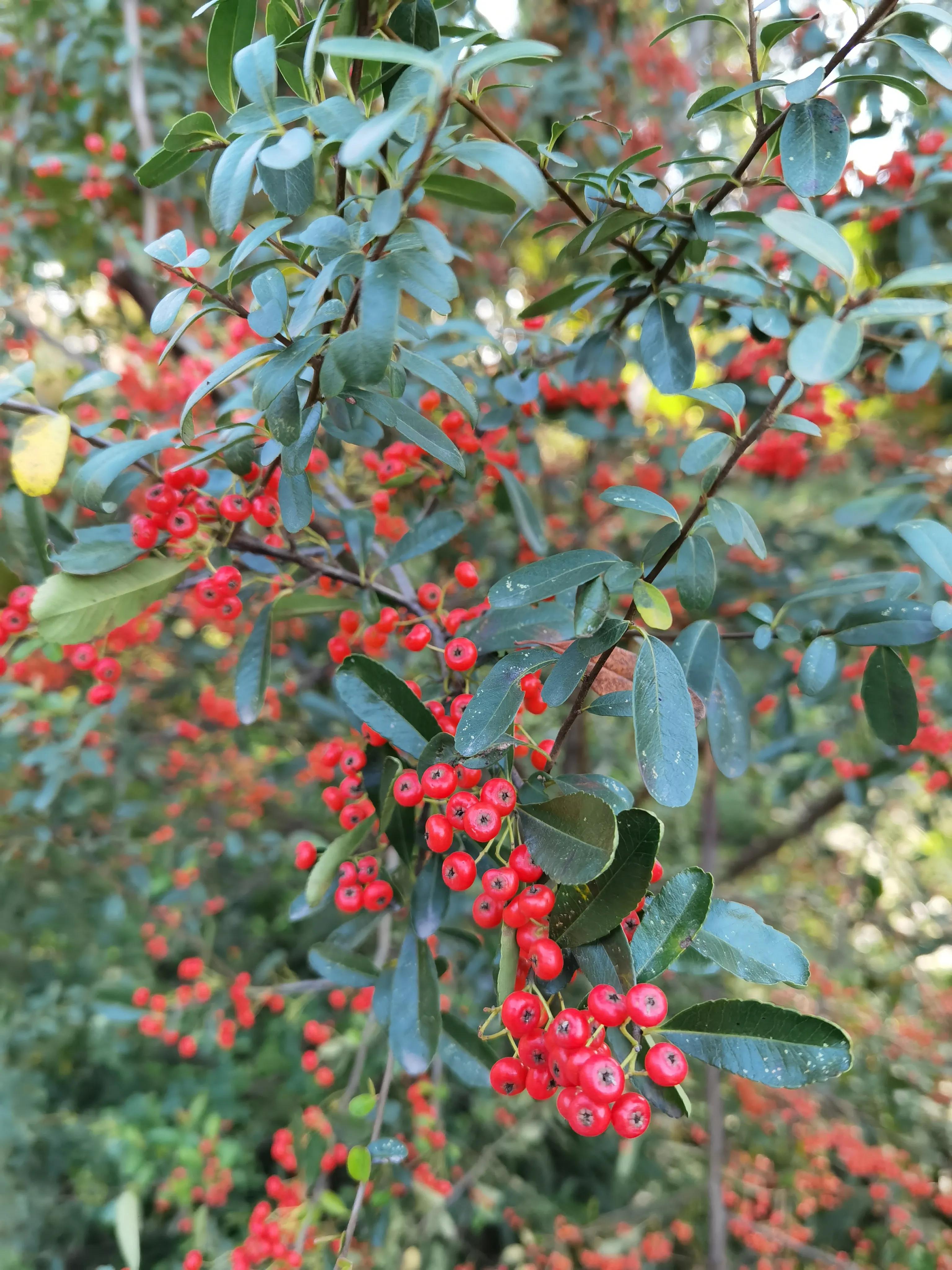 「七绝 」 秋日火棘果