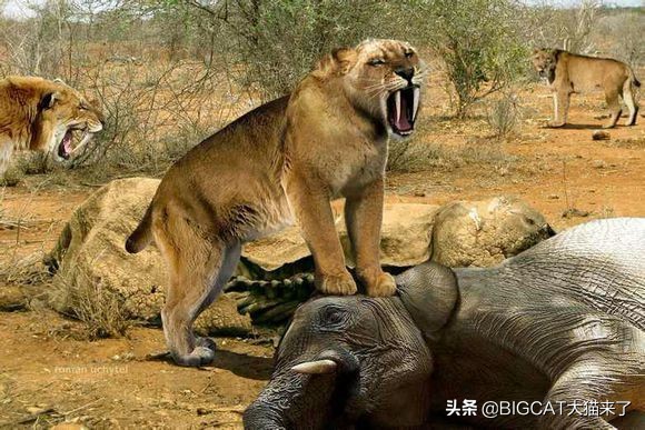 地球史上最大的地懒:行动缓慢只吃素,却可轻松吓跑剑齿虎