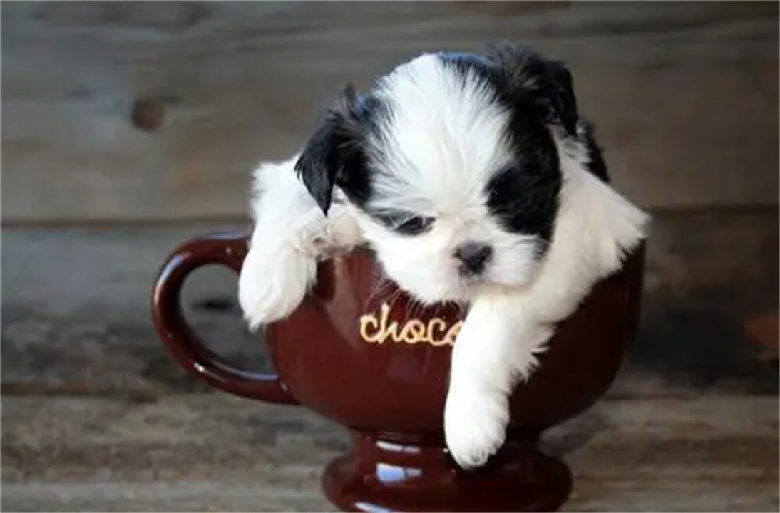 茶杯狗要多少钱(畸形的“人造狗”茶杯犬，卖到1万多美金一只，它们是怎么来的？)