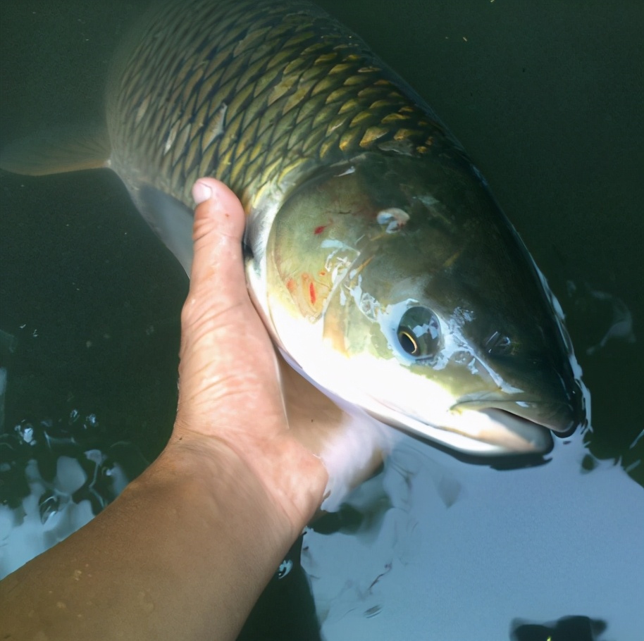 草鱼吃的水草怎么养不容易死专业回答