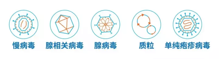 神经领域中「特异性启动子AAV」的妙用