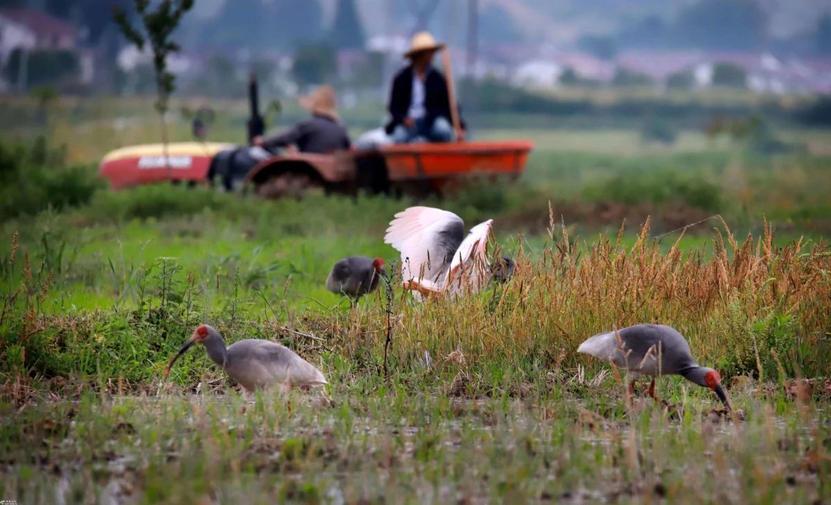 礼待自然 和谐共生——面对疫情的礼仪思考