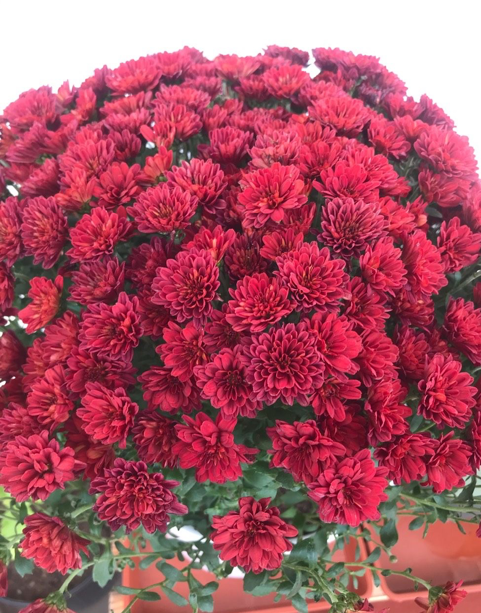 橙色千头菊怎么养需要注意什么记得收藏