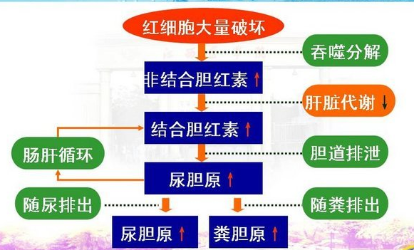 会引起的间接胆红素的生成增多,多见于新生儿生理性黄疸