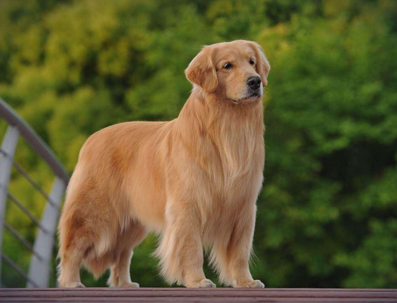 2021最"流行"的几种狗,谁养谁叫好