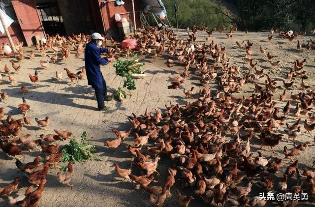 “黑天鹅”袭击养鸡业:下半年的吃鸡难题