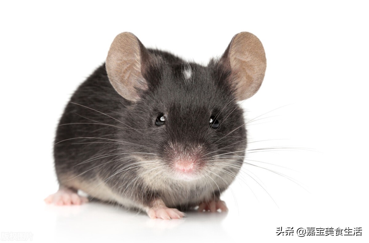 家鼠到底能不能吃?怎么去料理?我在广东见过2次,看看怎么做的