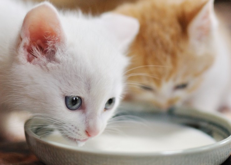 都说猫咪不能喝牛奶，其实小奶猫本身可以喝牛奶