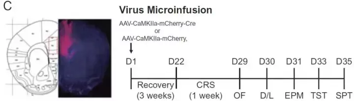 神经领域中「特异性启动子AAV」的妙用
