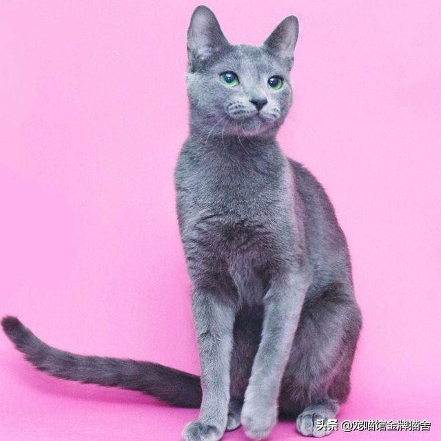 建议十二星座养的猫！有些可能听都没听过