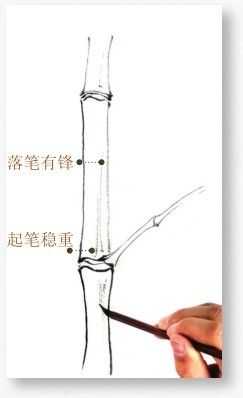 竹子很难画？教你从最基础的竹干画起，简单易学，适合0基础临摹