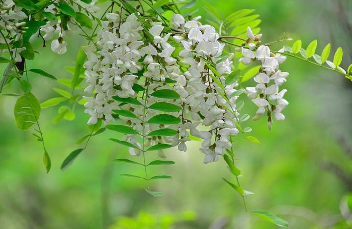 蒸槐花菜需要蒸几分钟（蒸槐花做法的详细步骤）