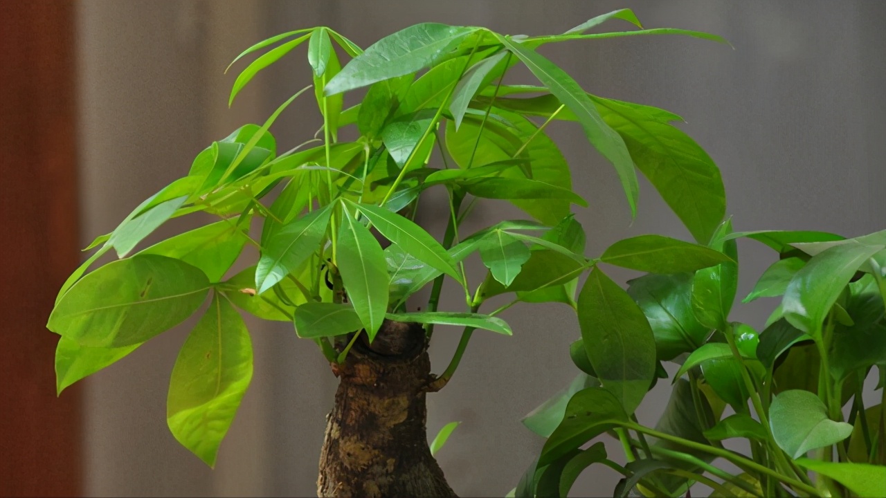 金钱树开花图片(家中养了多年的绿植竟然开花了) - 赤虎壹号