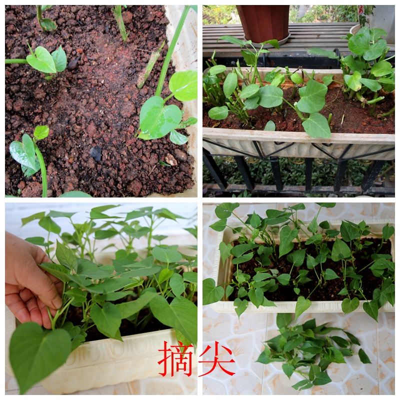 四,種植要點4,水肥.紅薯葉耐旱怕澇,適時適量澆水,可提高口感.