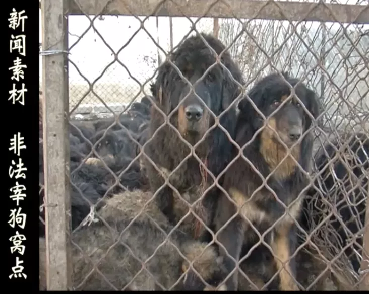 疯狂的藏獒投机史:曾炒到3000万一只,又沦为流浪犬被运往狗肉店