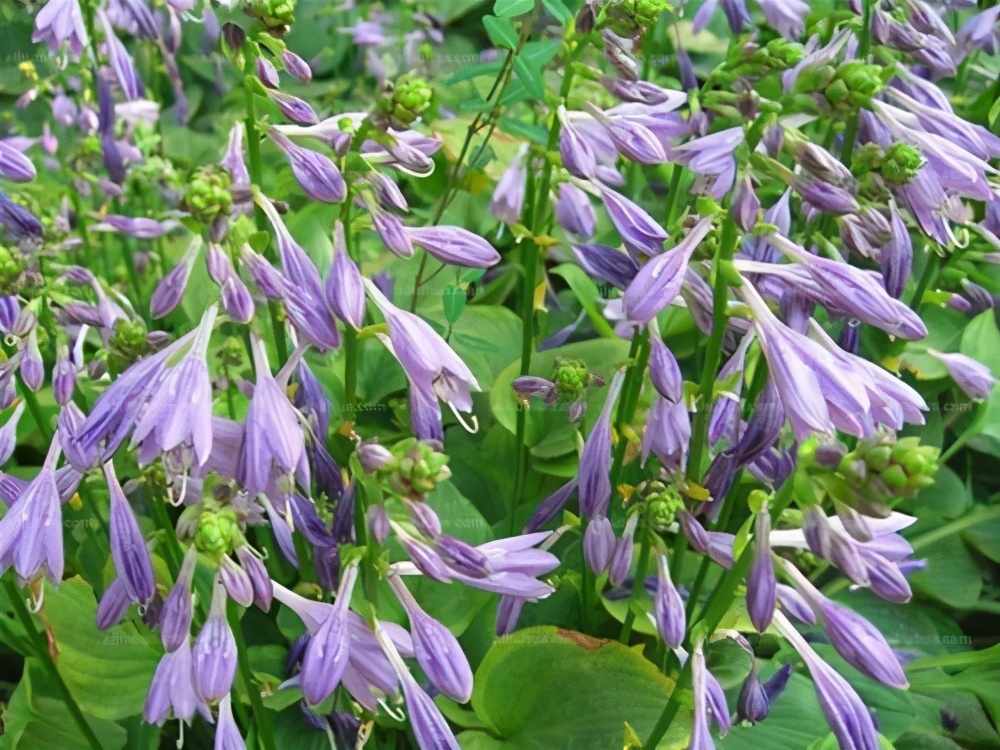 宿根花卉有哪些（浅谈6种宿根花卉好看好养）