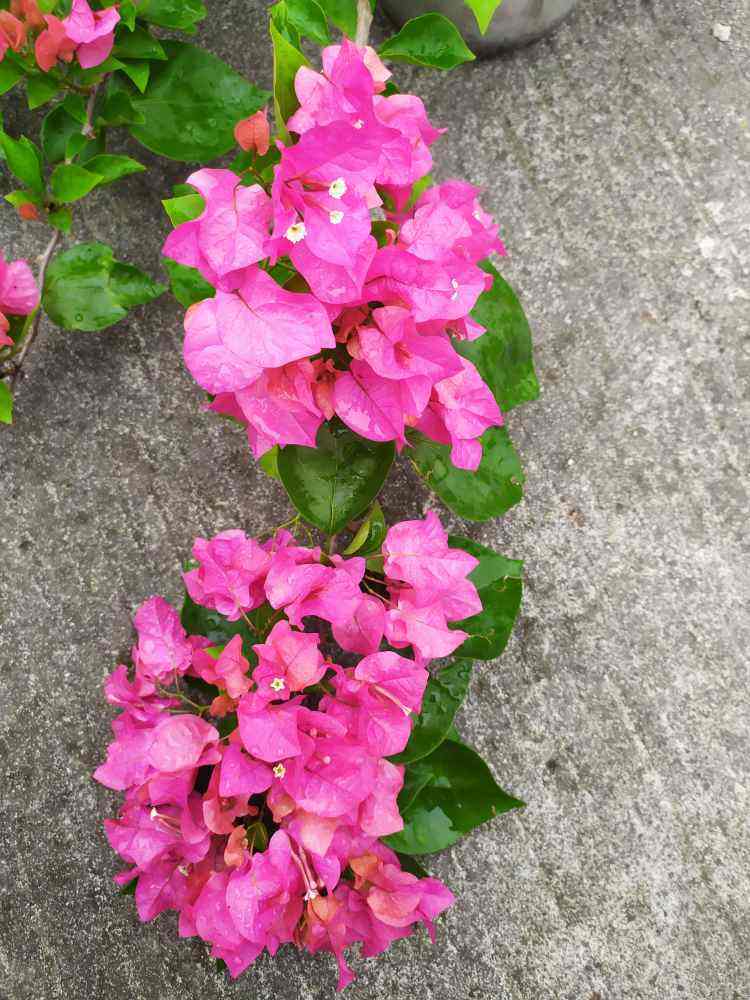 这花在室外种正好,香得不行,在室内容易香得睡不着