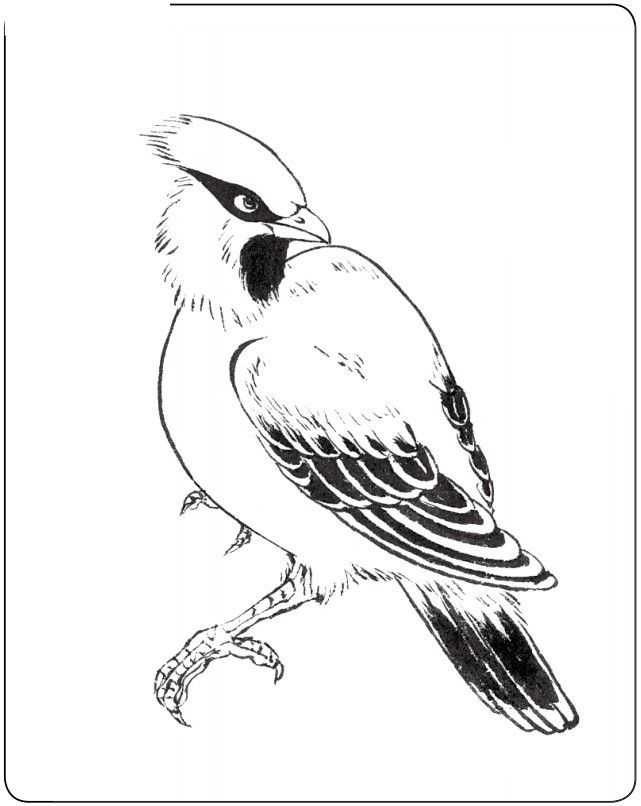 中国画零基础入门教程:分步骤讲解三种鸟类画法,简单易学的国画