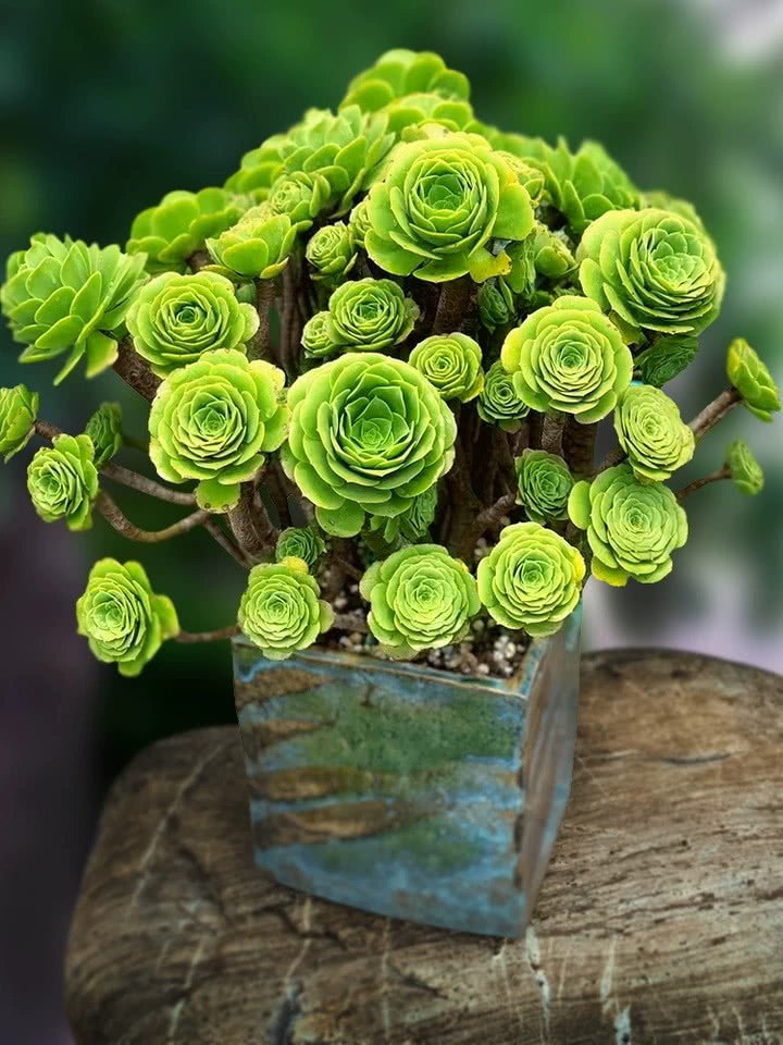 花卉绿植盆栽有什么推荐（100种室内盆栽花草图鉴）