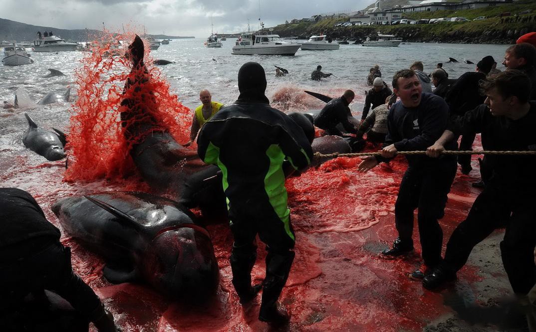 传统文化还是野蛮陋习？丹麦捕杀175头领航鲸，血染鲸湾引发众怒