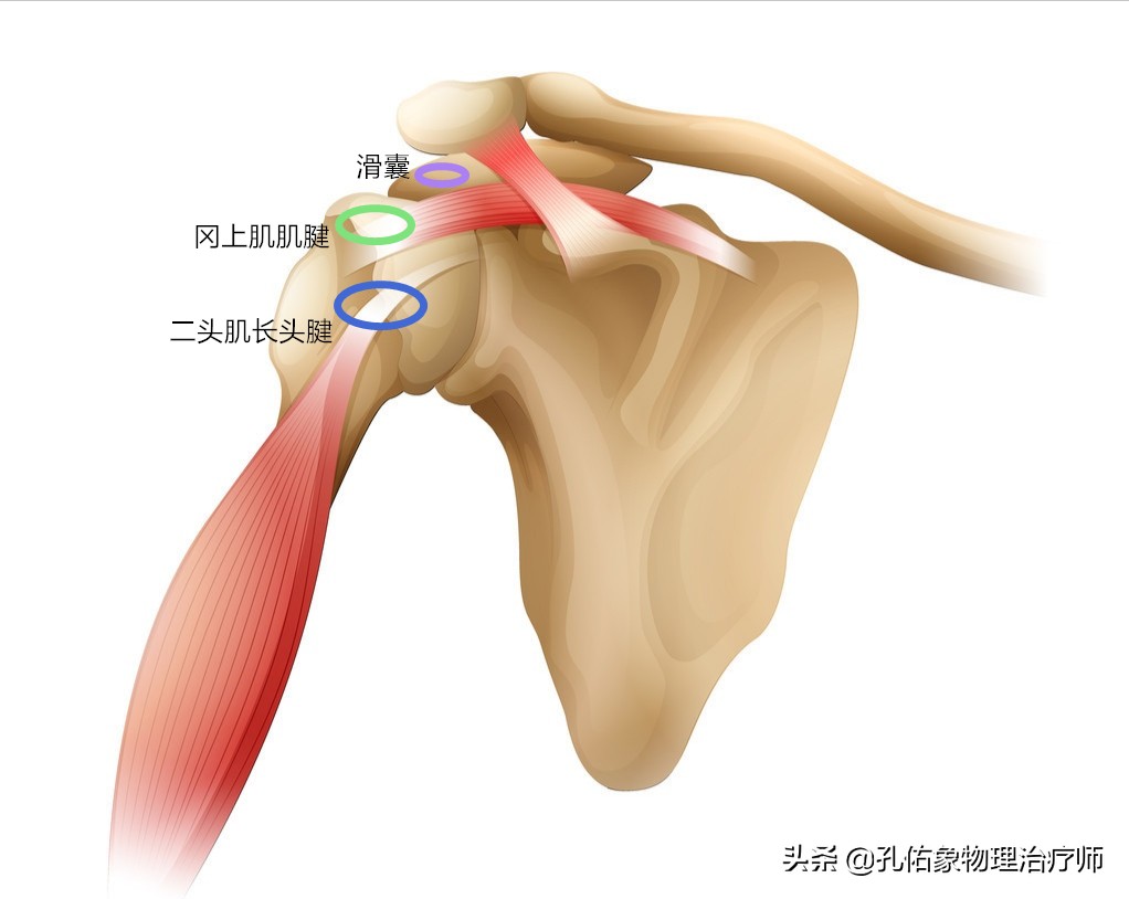 肩痛是不是肩周炎？医生教您如何从这10多种方法鉴别，请做好收藏