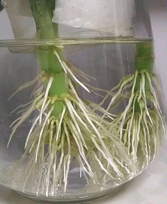 富贵竹怎么养，生根发芽养殖的方法详解？