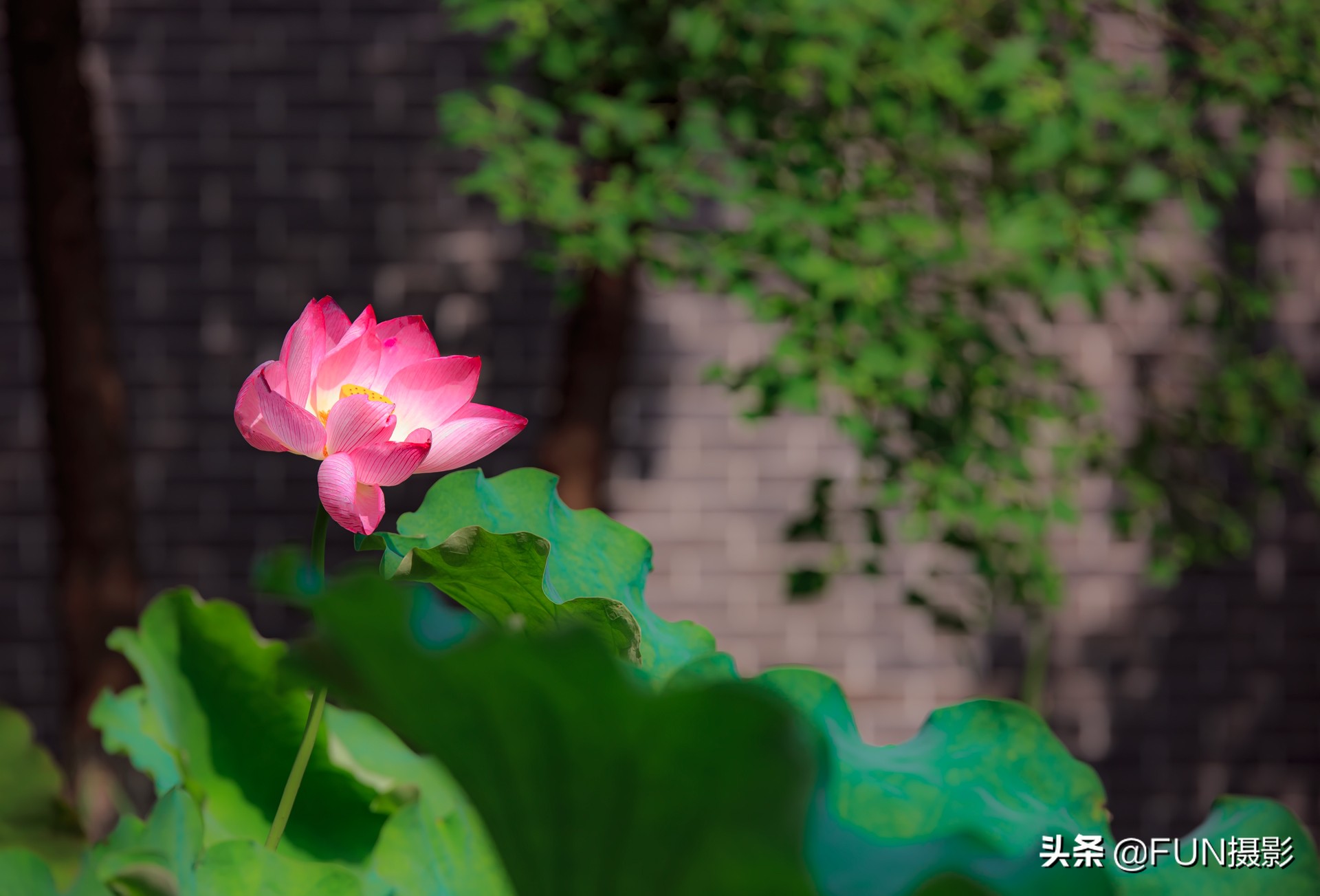 拍的照片不够锐利清晰，试试手动对焦，两招教你拍出高清照片