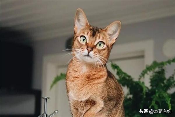 全世界公认的猫中帝王——阿比西尼亚猫，你喜欢吗？