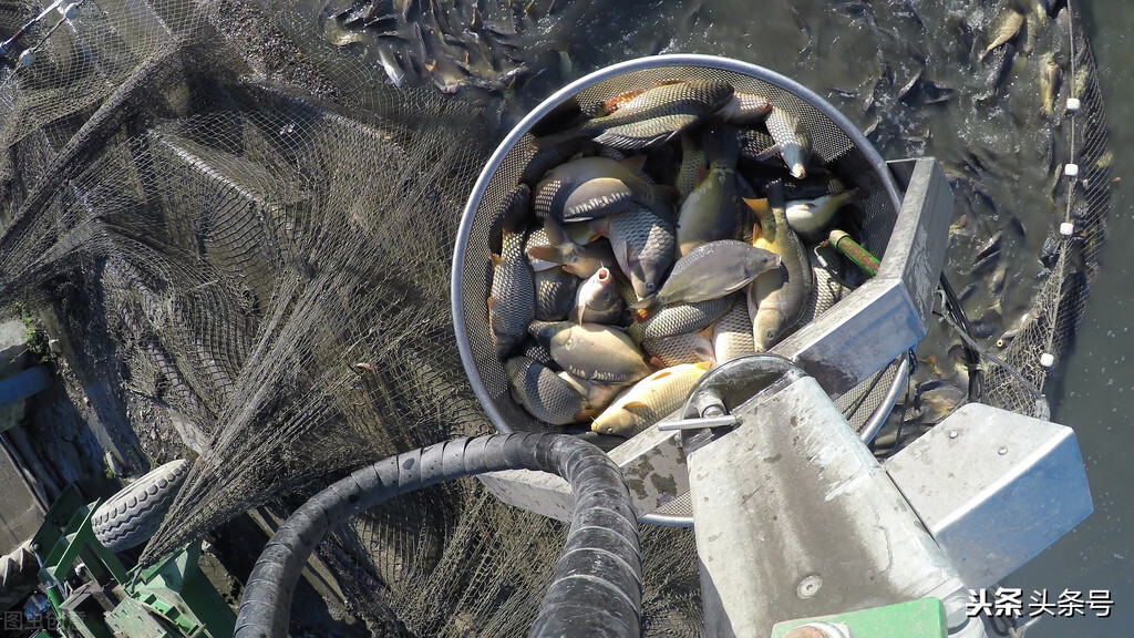 一头猪惨亏500元，羊价遭遇寒冬，鱼价集体走跌，养殖业发生了啥