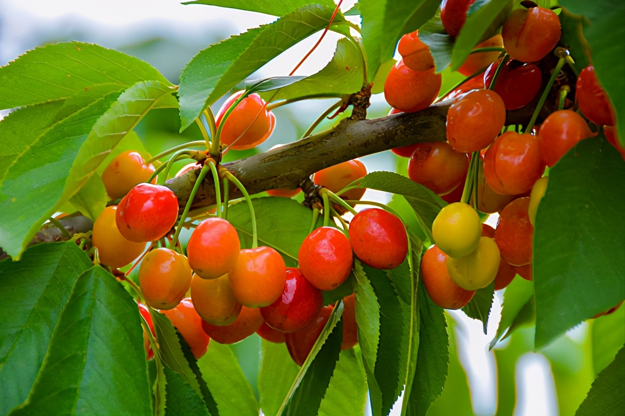 车厘子进入我国已经150年了，150年来，它都经历了什么？