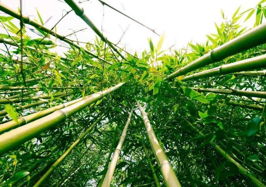 竹子的生长过程示意图图片