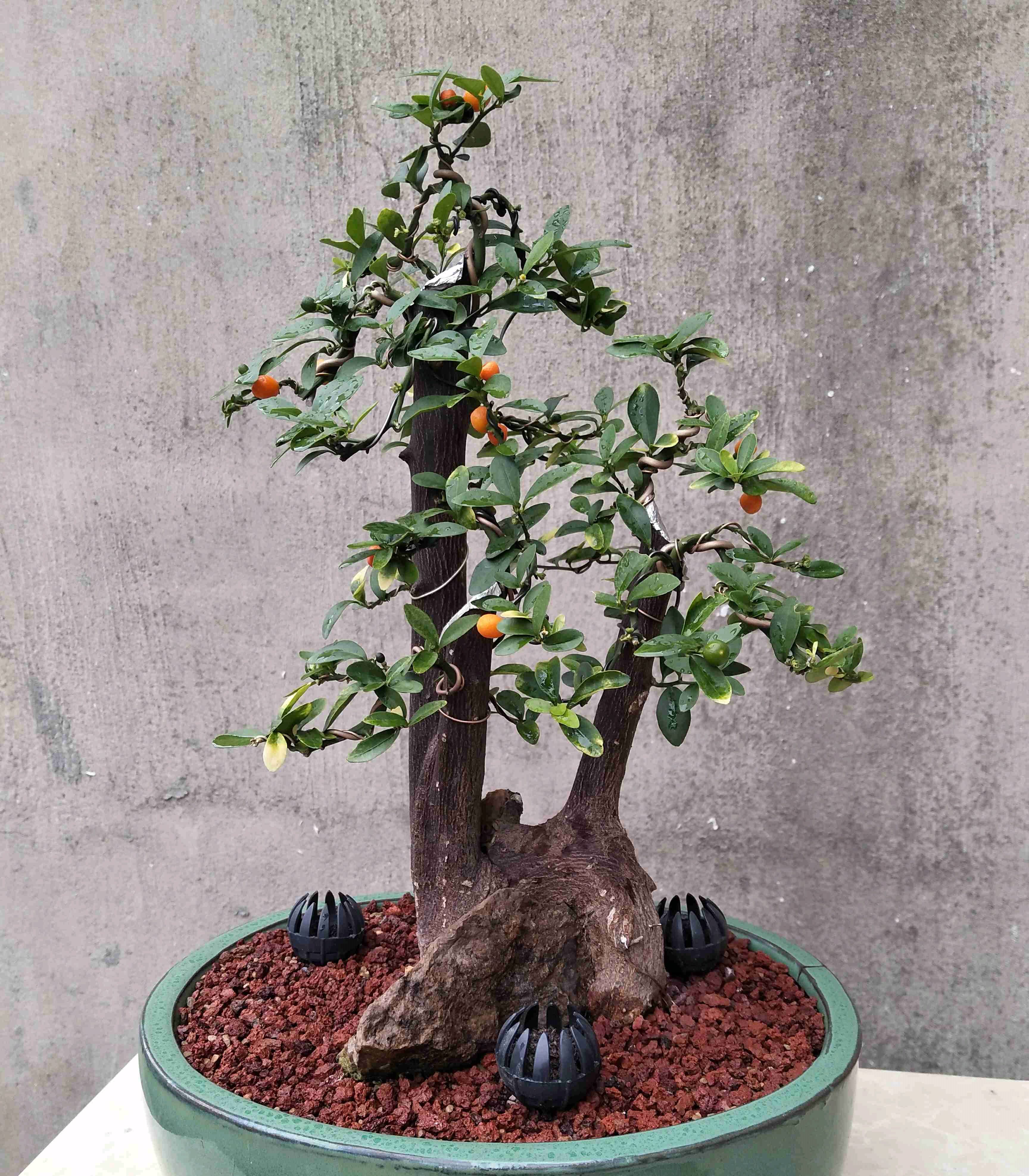 但是说到金橘大家应该知道,金豆和金橘就是一个科的,金豆是很多盆景