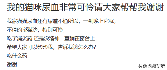 公猫尿血与尿闭的原因及应对措施