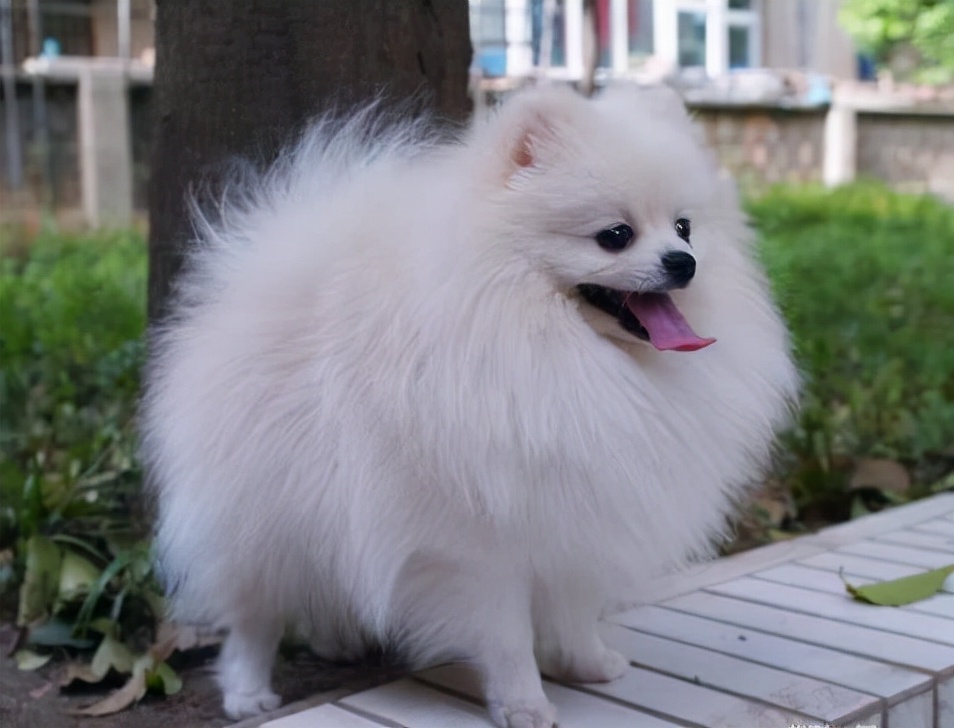世界犬种智商排名榜前 30 名的聪明狗狗