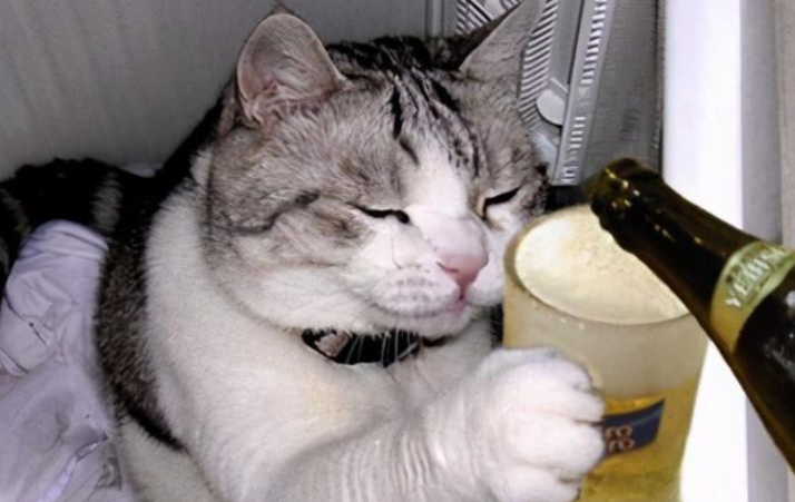“蠢猫”的表现，你家猫咪占了几条？