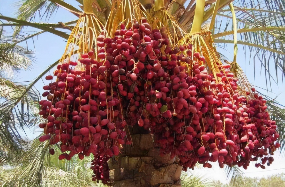 被称为"沙漠面包"的椰枣,香甜软糯,止咳润肺,你尝过吗?